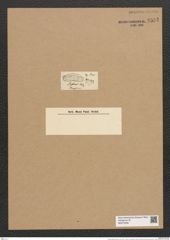 Eunotia blephas Ehrenb. (de-Toni-Nr.: Genus 104, Species 3182) Zeichnungen Sammlung Grunow Nr. 6535 (NHMW-BOT-W0375258)